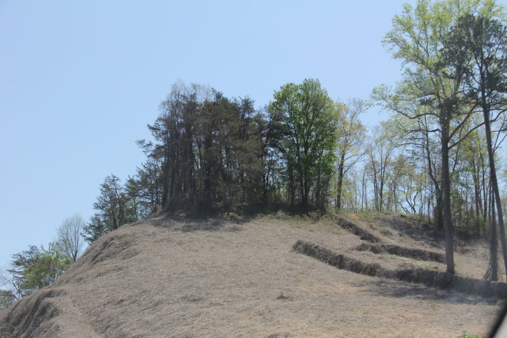 Kudzu Infested Hillside